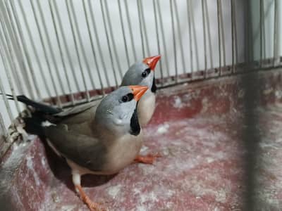 hex long tail shaft tail pair , red eyes bengallise breeder pairs with