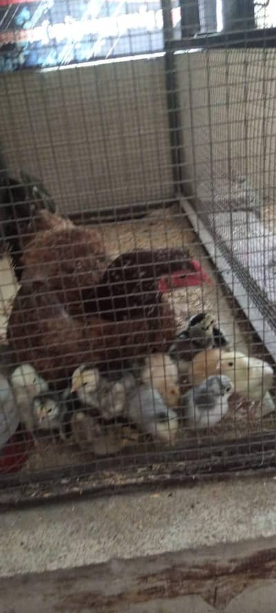 Aseel chicks for sale home breed chicks of different pairs