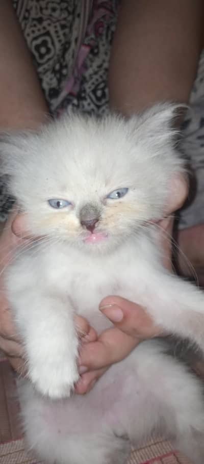 kitten for sale