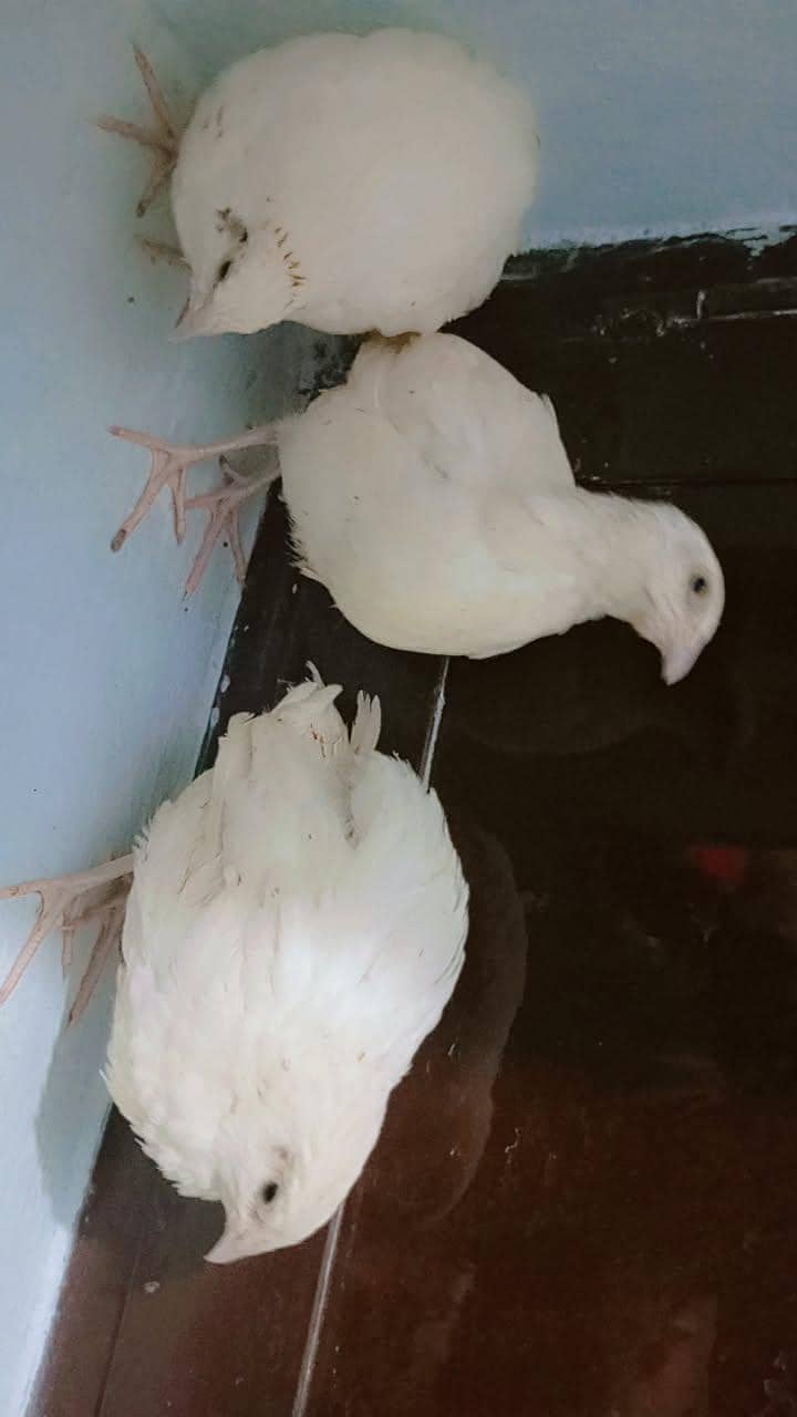 سفید بٹیرے 2
