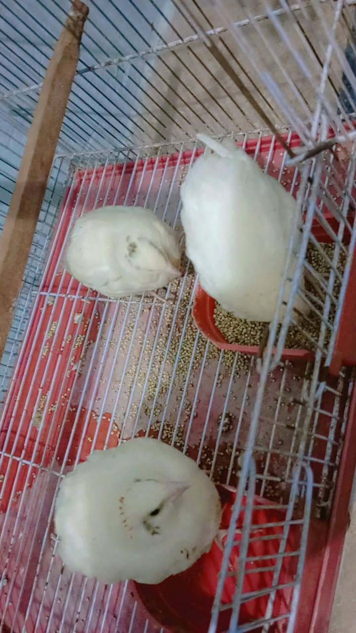 سفید بٹیرے 3