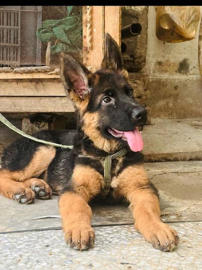 long coat German shepherd  urgent sale