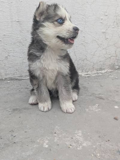 Dogs for sale