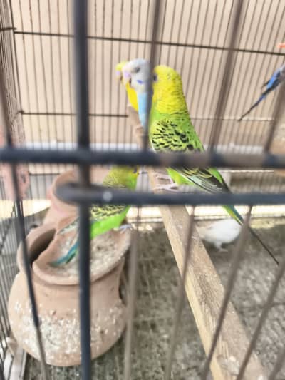 Australian parrot