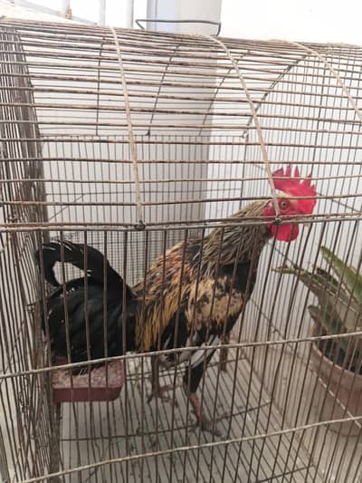 aseel murgha urgent sale