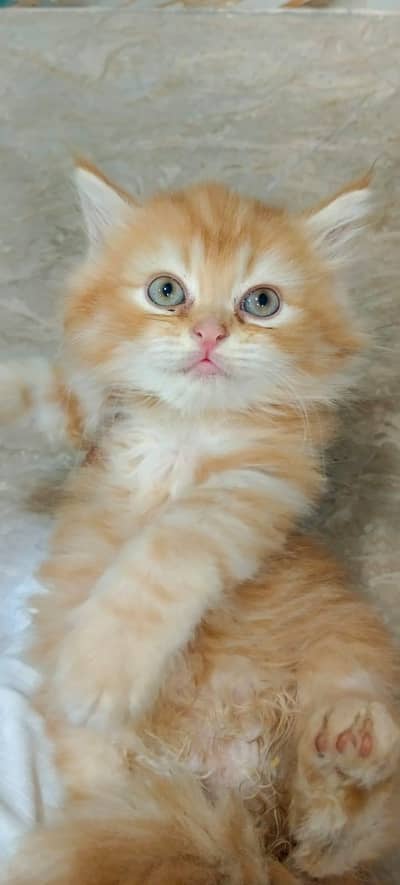 Persian kittens
