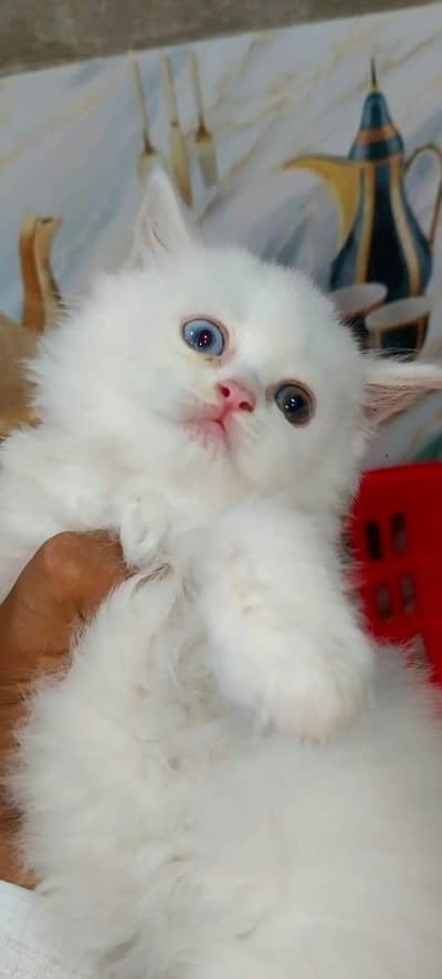 white Persian kittens pair