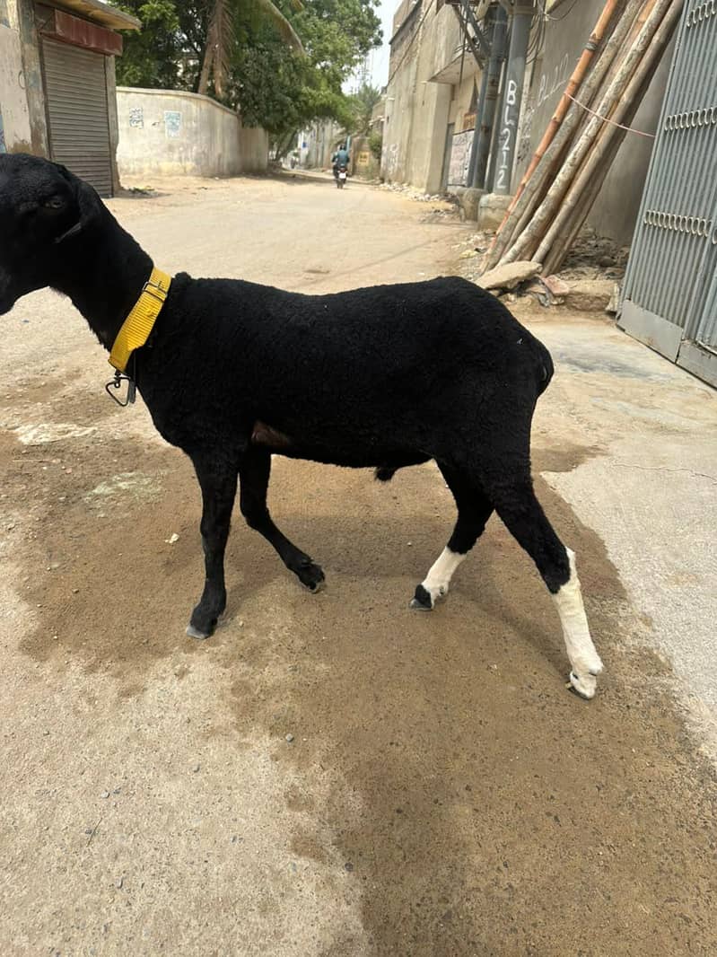 sheep 1