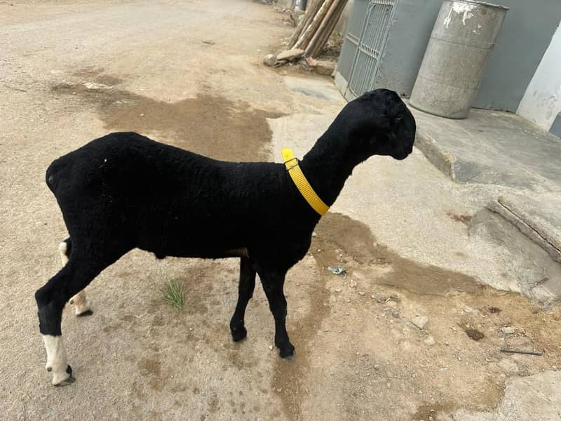 sheep 2