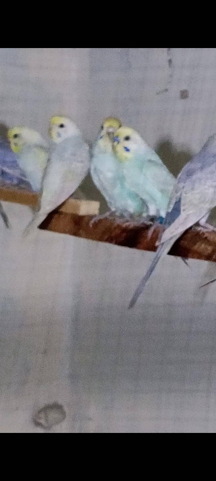 Rambo 7