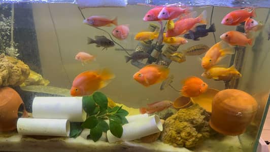 Red parrot & chichlids fishes