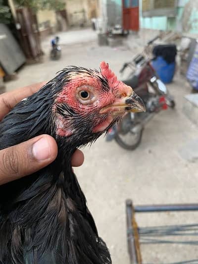 top quality aseel murga and murgi for sale