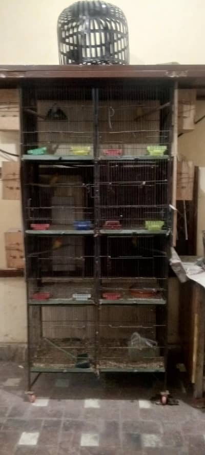 cage with parrots