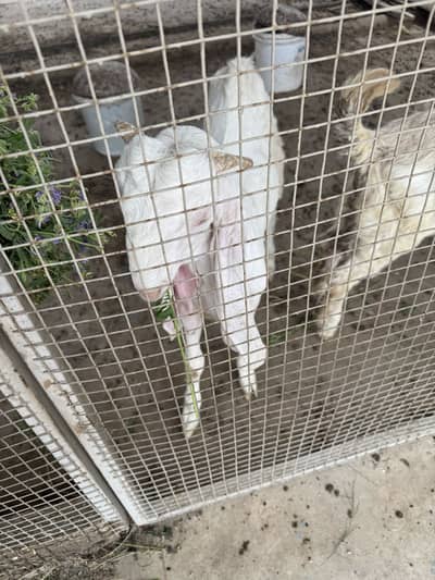 4 Gulabi Goat Male Kids Available