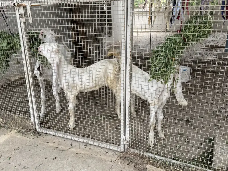 4 Gulabi Goat Male Kids Available — photo 2