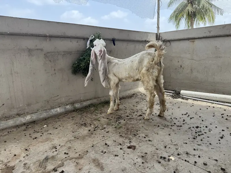 4 Gulabi Goat Male Kids Available — photo 3
