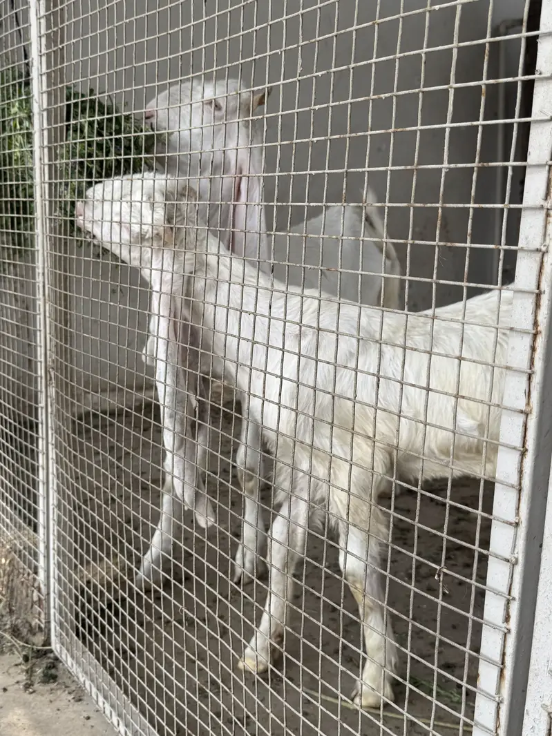 4 Gulabi Goat Male Kids Available — photo 4