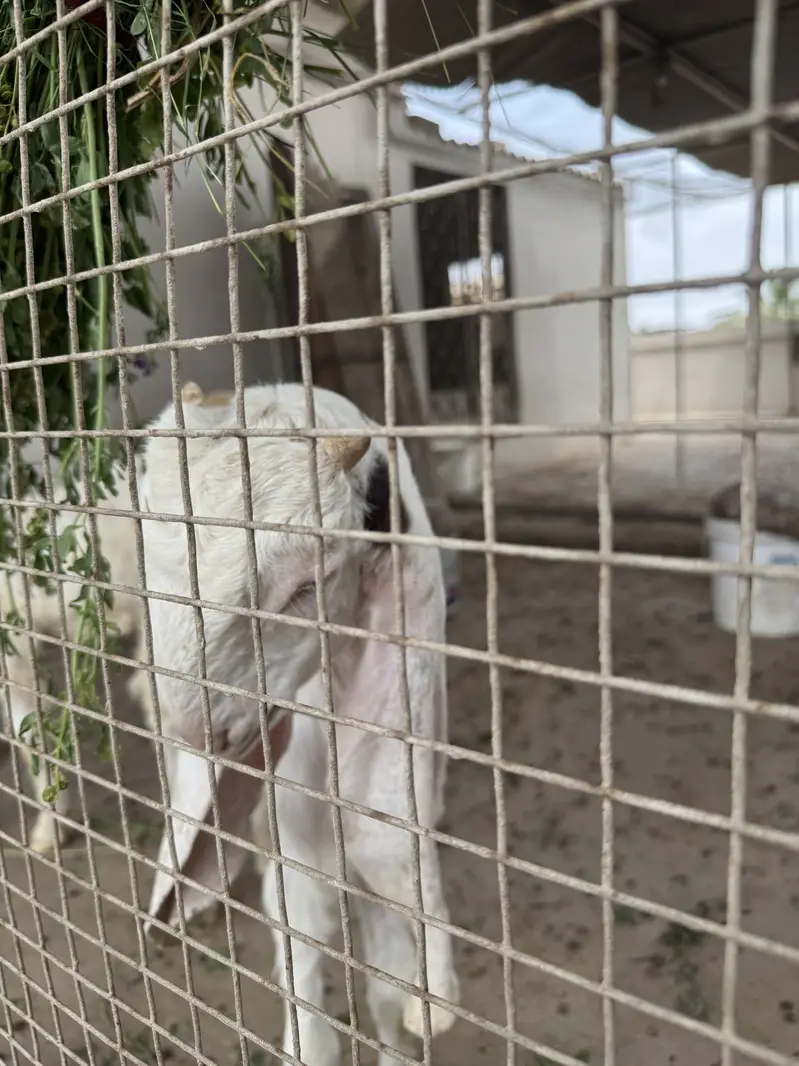 4 Gulabi Goat Male Kids Available — photo 5