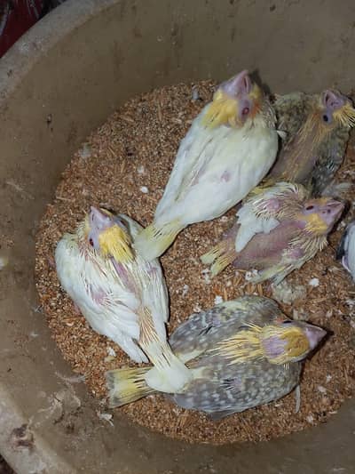 cocktail babies cream left
