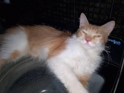 Friendly Adult Cat – Looking for Home