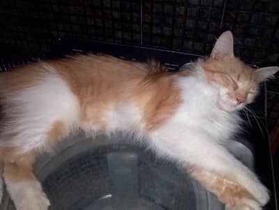 Friendly Adult Cat – Looking for Home