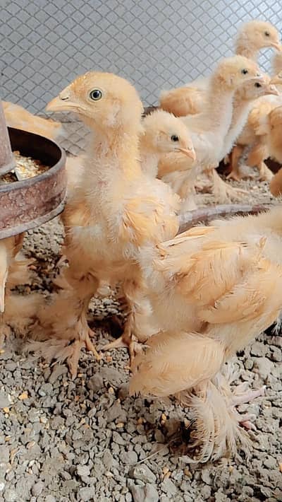 golden buff chicks