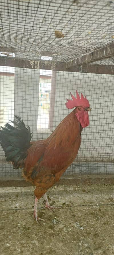 misri murge