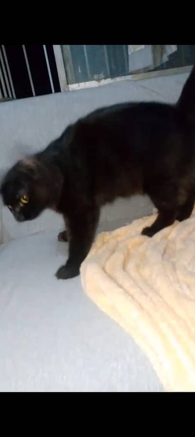 cat for sale full black colour hai healthy babyy hai