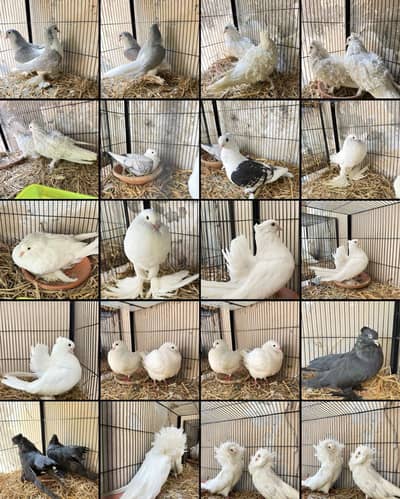 Indian fantail , jacobin ,pouter , sentients ,sherazi ,king ,American