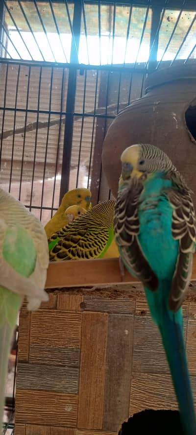Rainbow  budgie parrot available