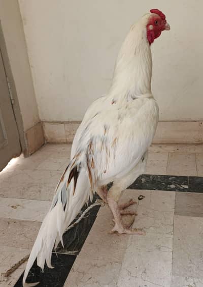 Aseel White Murga / Aseel Hira Murga