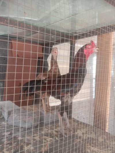Aseel mianwali for sale
