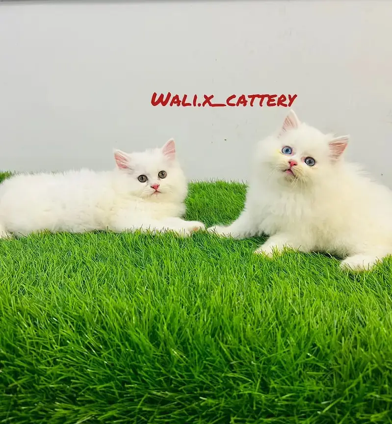 high quality kitten|Punch face Kittens|persian cat|cute|tripple coat — photo 3
