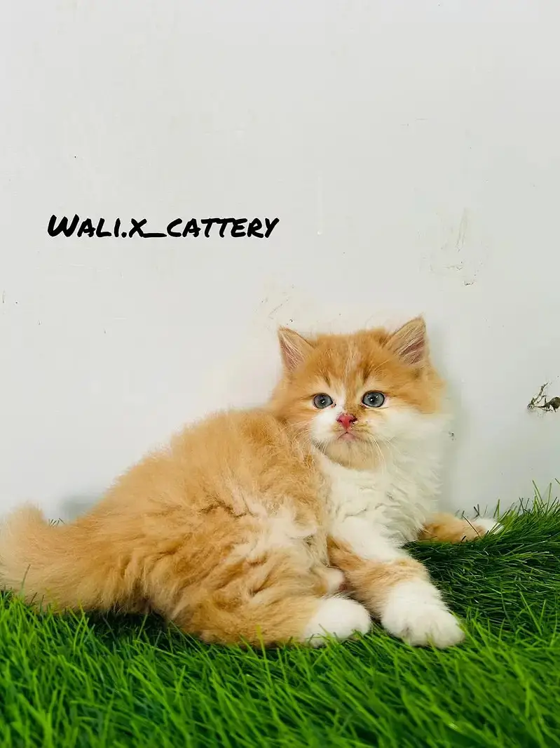 high quality kitten|Punch face Kittens|persian cat|cute|tripple coat — photo 6