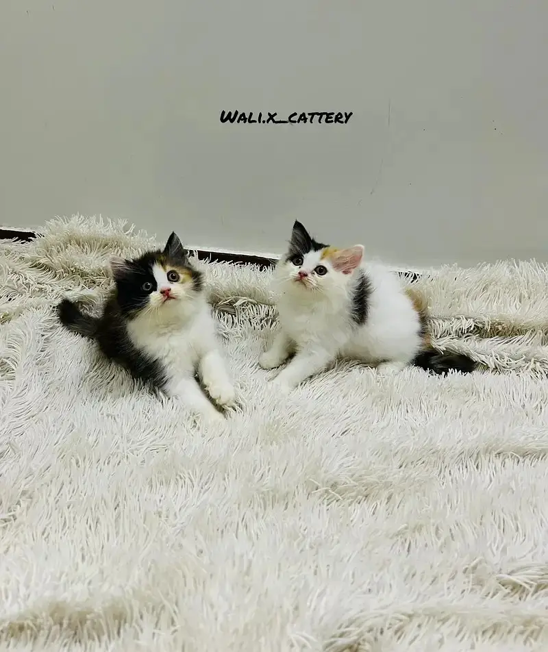 high quality kitten|Punch face Kittens|persian cat|cute|tripple coat — photo 12
