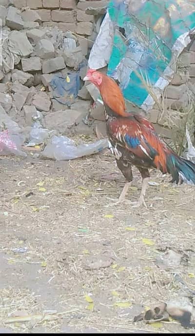 aseel murga Multan ka