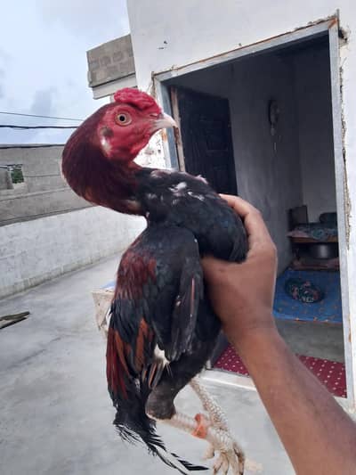 urgent sale