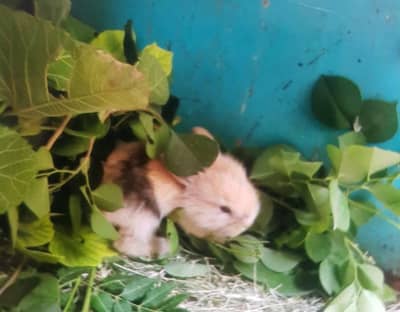loop angora mix breed bunnies
