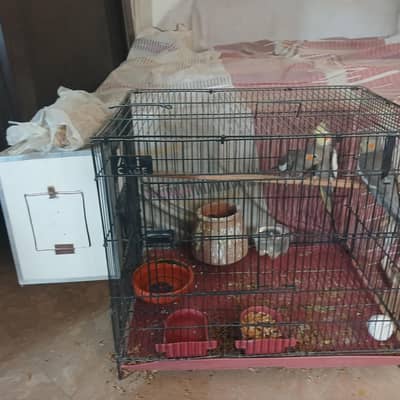 3 cocktail parrot set pair 2 male 1 Female with New Cage