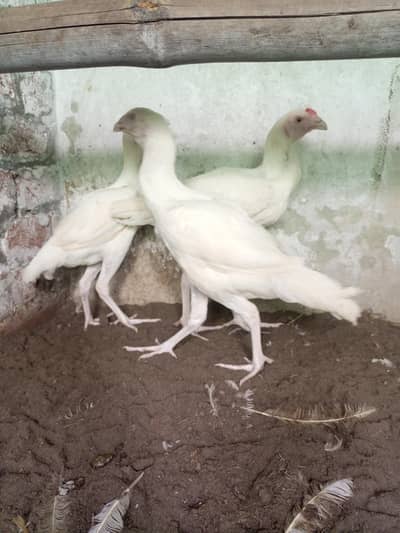 Heera  Aseel  Pair  2  female  1  male  white  bloodline  Home  breed