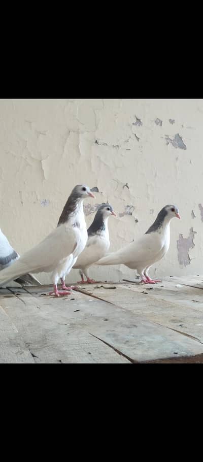 For Sale 5 Sherazi Breeder Birds