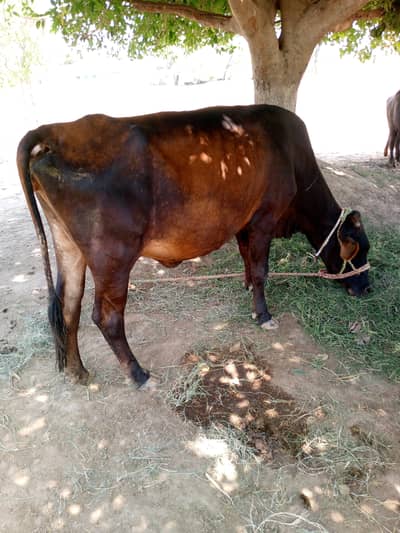 Asal cross cow brown