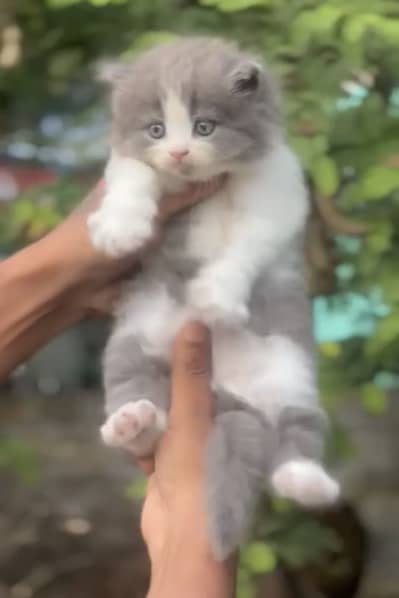 Quality Persian panch face cat and kitten WhatsAp 03286040437