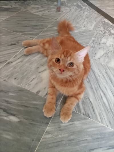 boite ful cat