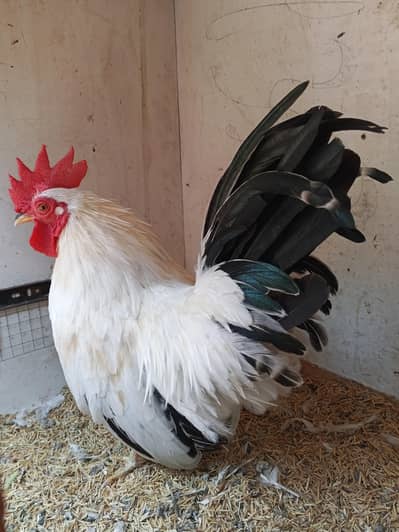 Black Tail Japanese Male