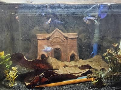 Female betta for sale