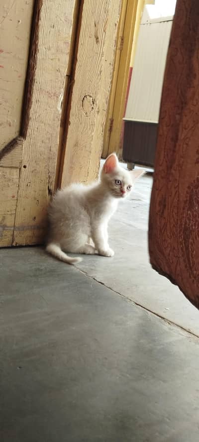 Persian kitten for sale
