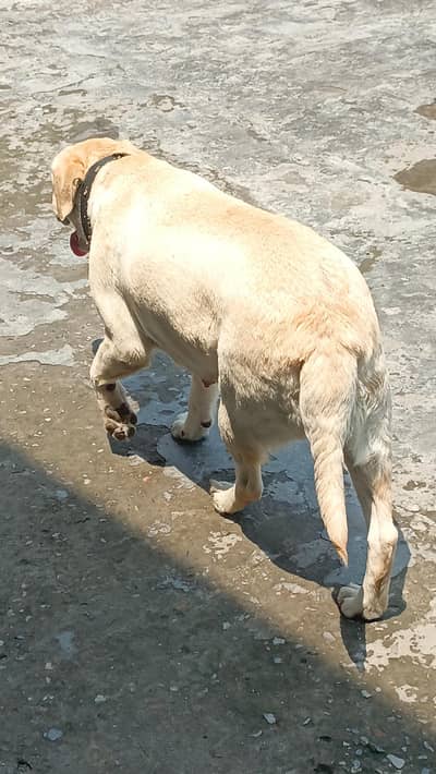 British Labrador female