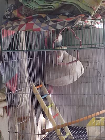 love birds