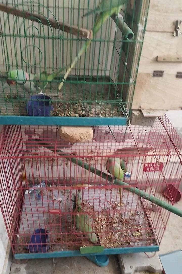پہاڑی طوطوں کے جوڑے 0